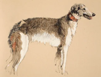 Borzoi, 1930, Illustrationen aus seinem Skizzenbuch verwendet für 